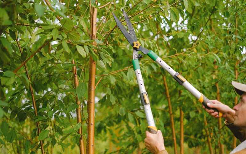 Tree trimming in Inchelium, WA