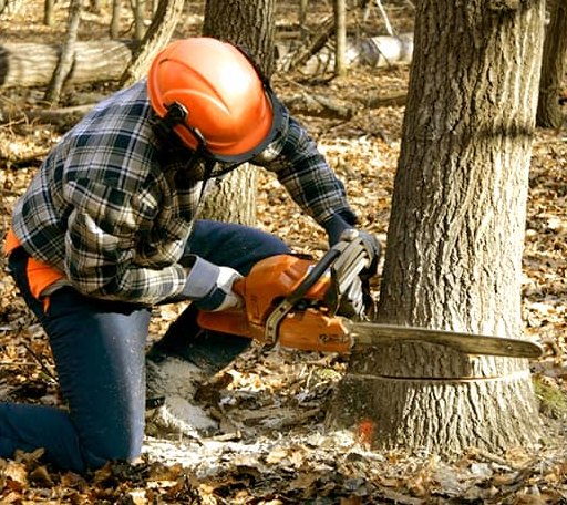 Tree Removal in Inchelium, WA
